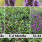 Creeping Thyme Easy Spread Shaker