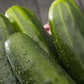 CUCUMBER Seeds, Straight Eight