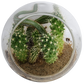 Mini Desert Collection Glass Terrarium Cacti Seed Starting Kit