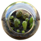 Flowering Cacti Tiny Terrariums Bundle - 2 each of 3 Varieties