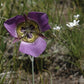 30 Calochortus gunnisonii Seeds | Rocky Mountain Mariposa Lily | Gunnison Mariposa Lily | Native Perennial Wildflower