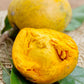 Canistel 'Bruce' (Pouteria campechiana)