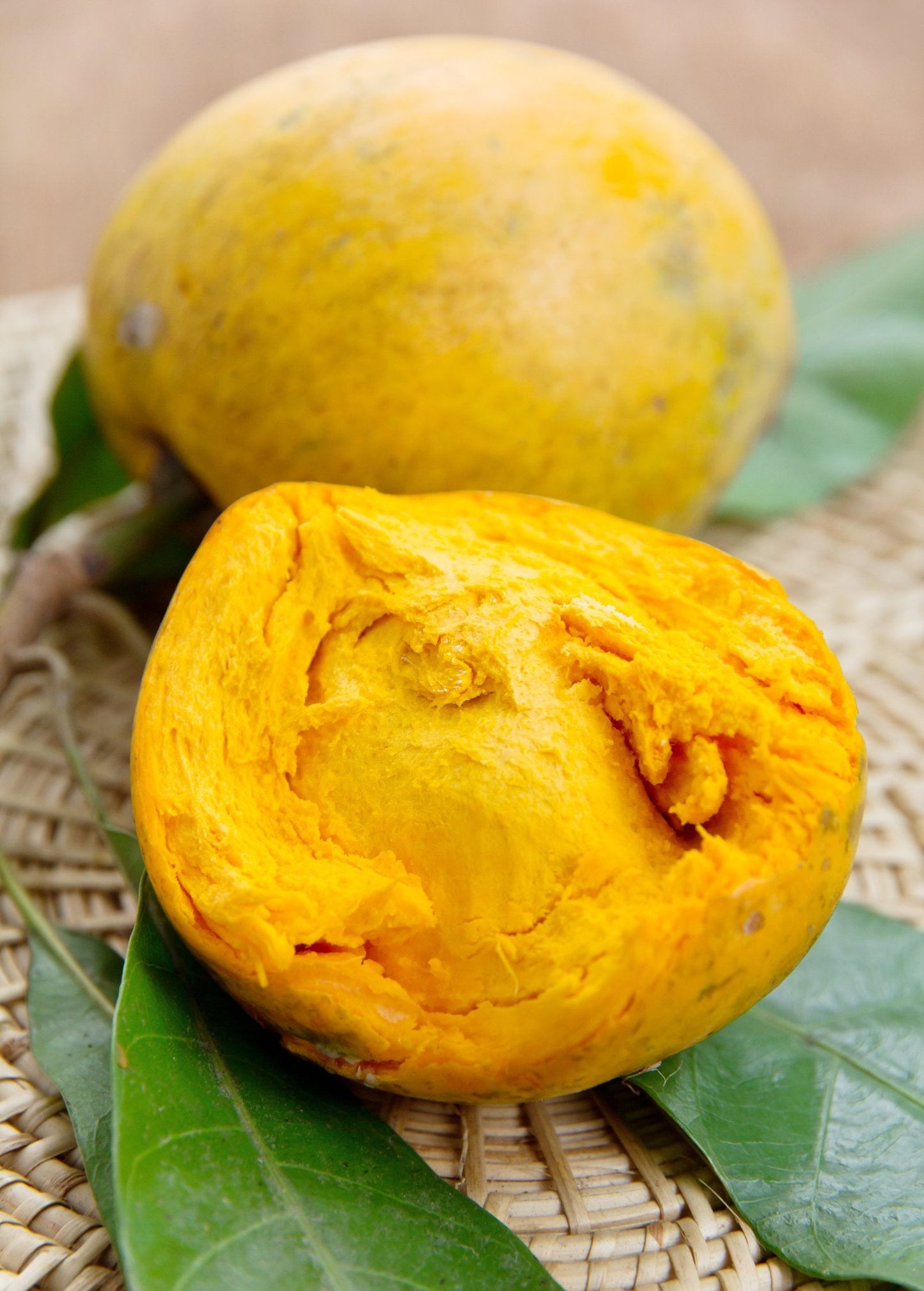 Canistel 'Bruce' (Pouteria campechiana)
