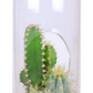 Cacti Collection Glass Terrarium Seed Starting Kit