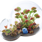 Carnivorous Growarium Meat-Eating Seed Terrarium Kit