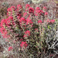 500 Castilleja angustifolia v. dubia Seeds | Northwestern Indian Paintbrush | Native Perennial Wildflower for Pollinators