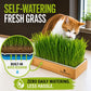Self Watering Cat Grass Kit. The Easiest Way to Grow Cat Grass.