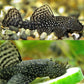 Bushynose Pleco (Bristlenose Plecostomus)