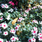 100 BRIGHT EYES PERIWINKLE Vinca Rosea Dwarf White & Pink Flower Seeds