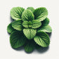 Catnip Seeds (4x)
