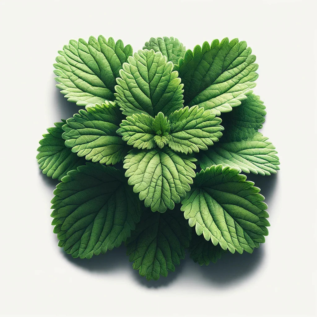 Catnip Seeds (4x)