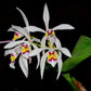 Cattleya_iricolor