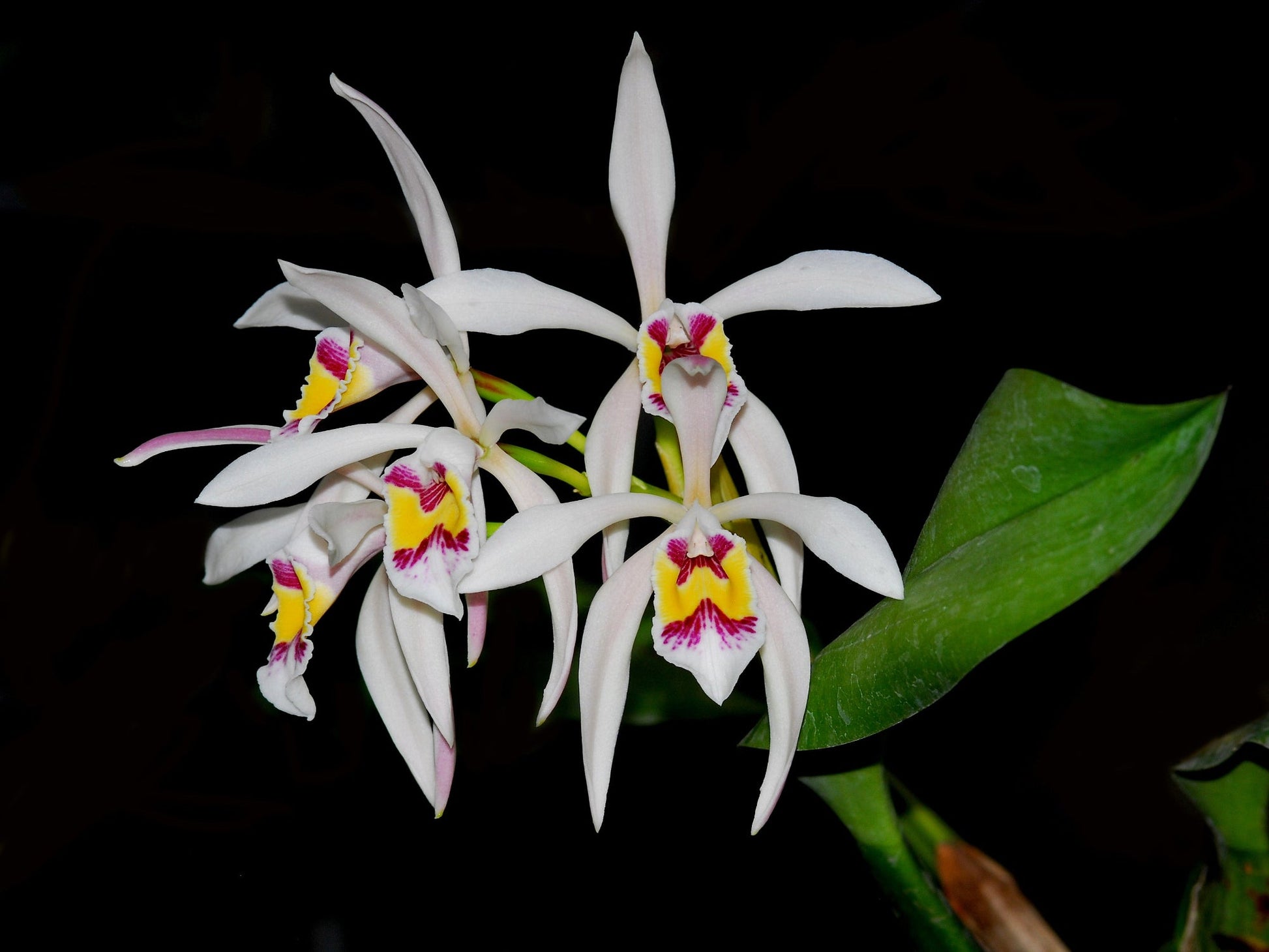 Cattleya_iricolor