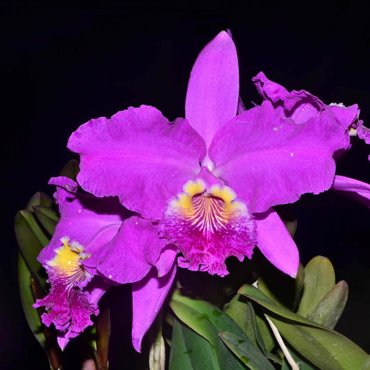 Cattleya lueddemanniana