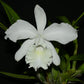 Cattleya Monita Andina