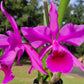 Cattleya Lucia Fernandez