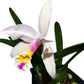 Cattleya Luciana C