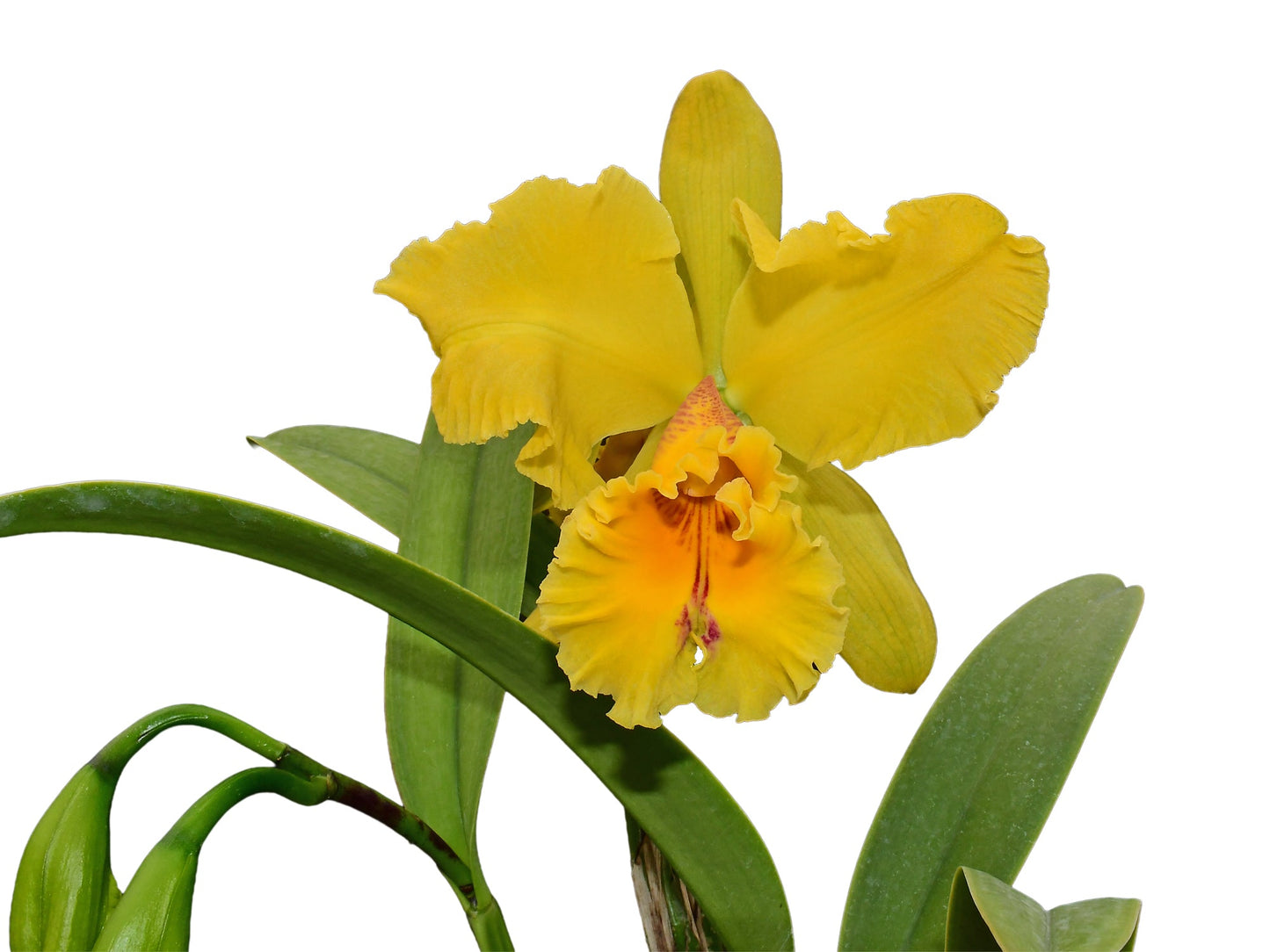 Cattleya Santa Clara’s