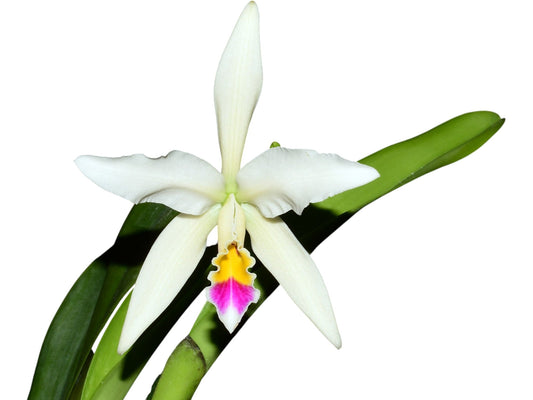 Cattleya Betsy Portilla