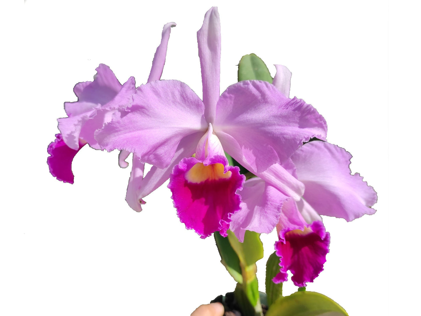 Cattleya C. G. Roebling (1895)
