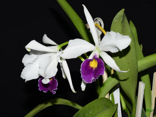 Cattleya Callistoglossa f. semialba coerulea