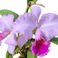 Cattleya Chusy Recinos