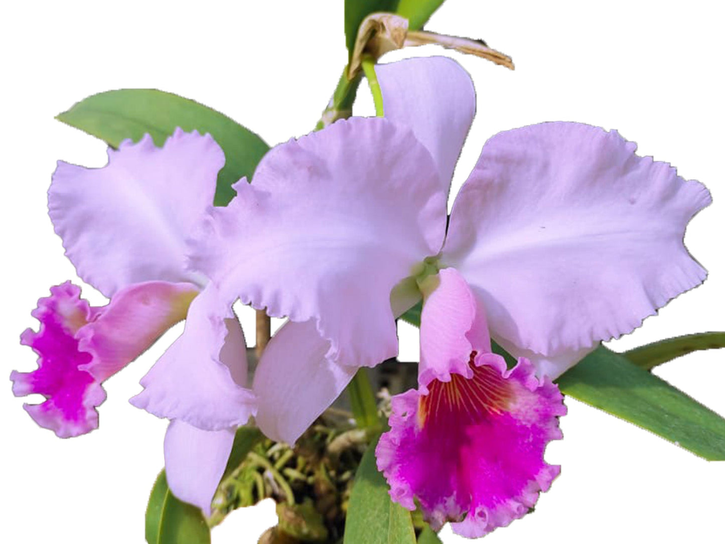 Cattleya Chusy Recinos