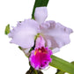 Cattleya Chusy Recinos