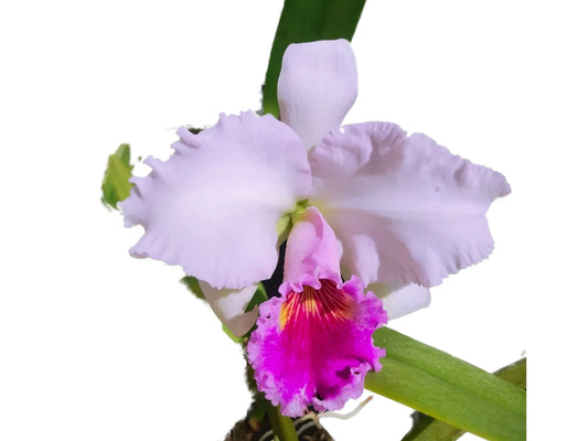 Cattleya Chusy Recinos