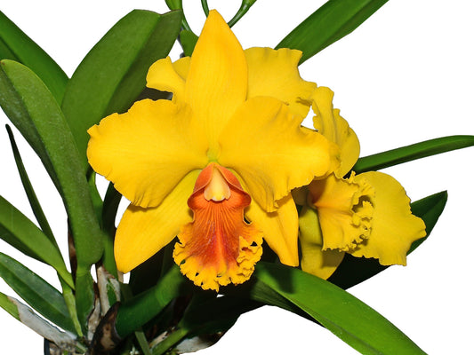 Cattleya El Condor