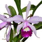 Cattleya Elegans (1898)