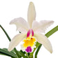 Cattleya Luciana C