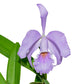 Cattleya Milo (1910) f. coerulea