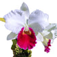 Cattleya Monarca