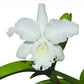 Cattleya Monita Andina