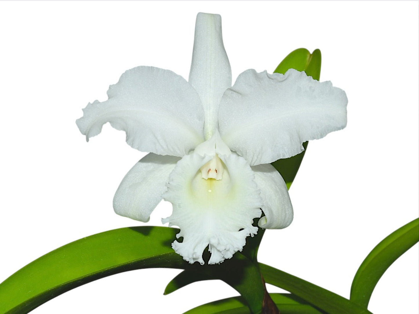 Cattleya Monita Andina