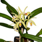 Cattleya My Special Angel