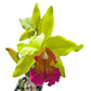 Cattleya Oro Andino