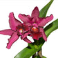 Cattleya Patricio Almeida