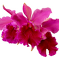 Cattleya Patricio Almeida