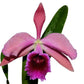 Cattleya Pauline Portilla