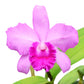 Cattleya Pedro