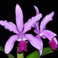 Cattleya intermedia
