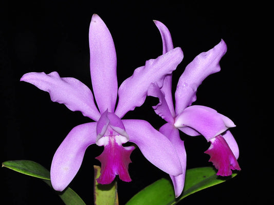 Cattleya intermedia