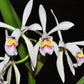 Cattleya_iricolor