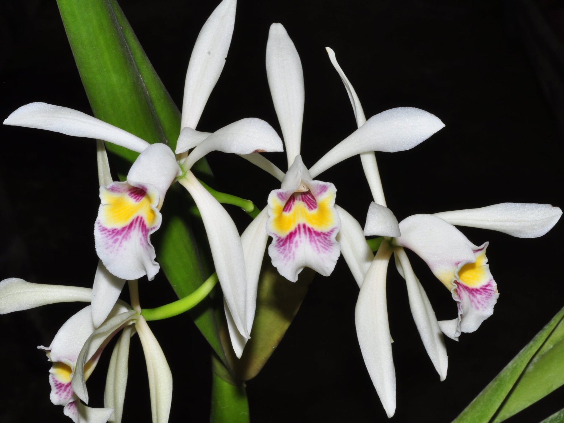 Cattleya_iricolor