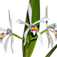 Cattleya iricolor
