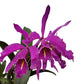 Cattleya maxima