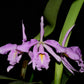 Cattleya maxima 'Barbara'