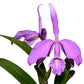 Cattleya maxima 'Barbara'